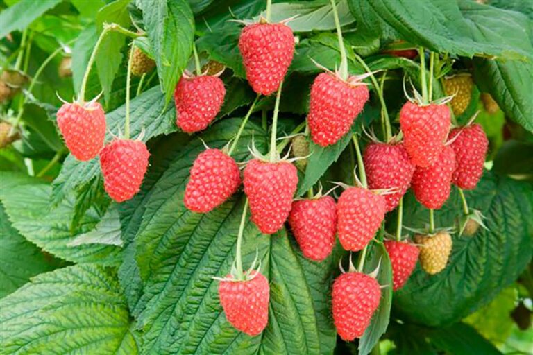 Raspberry-Polka-0901459