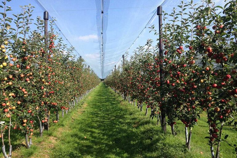 apple-trees