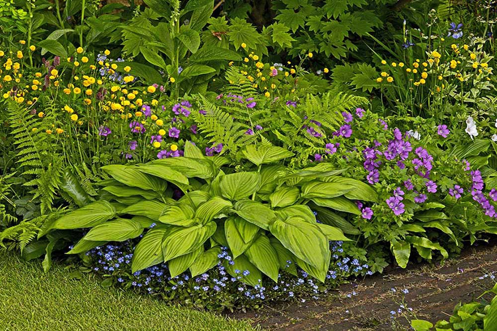 flowerbed1000x667