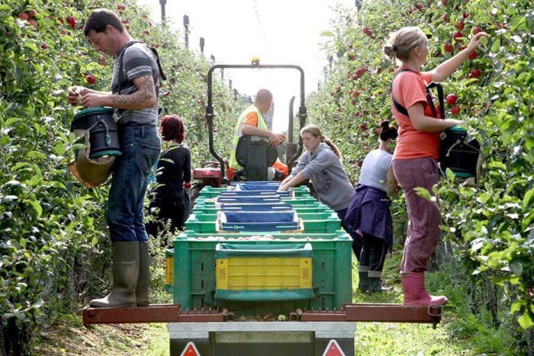 picking